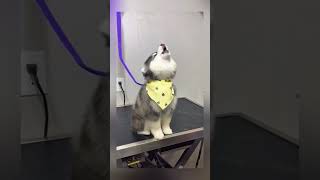DOGS BARKING LOUD! 😂🐶 The Funniest Barking Compilation You’ll Ever Hear!