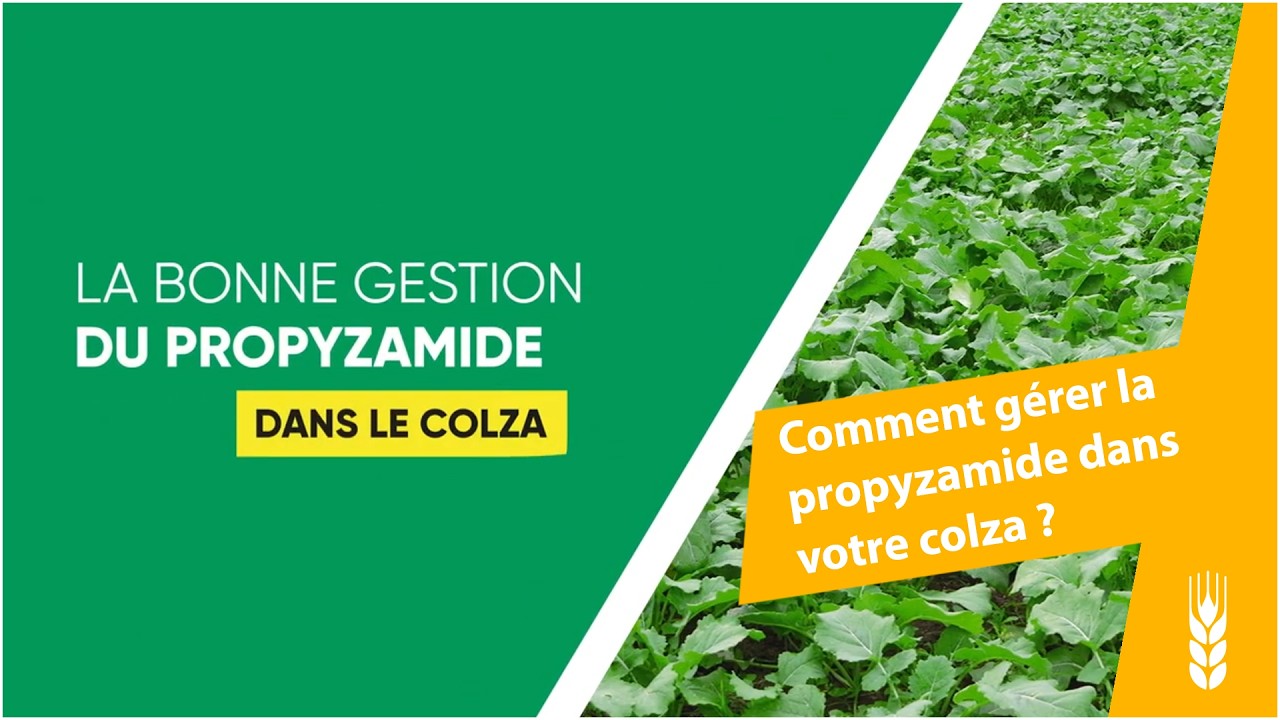 Propyzamide sur colza : 8 bonnes pratiques pour limiter l'impact environnemental