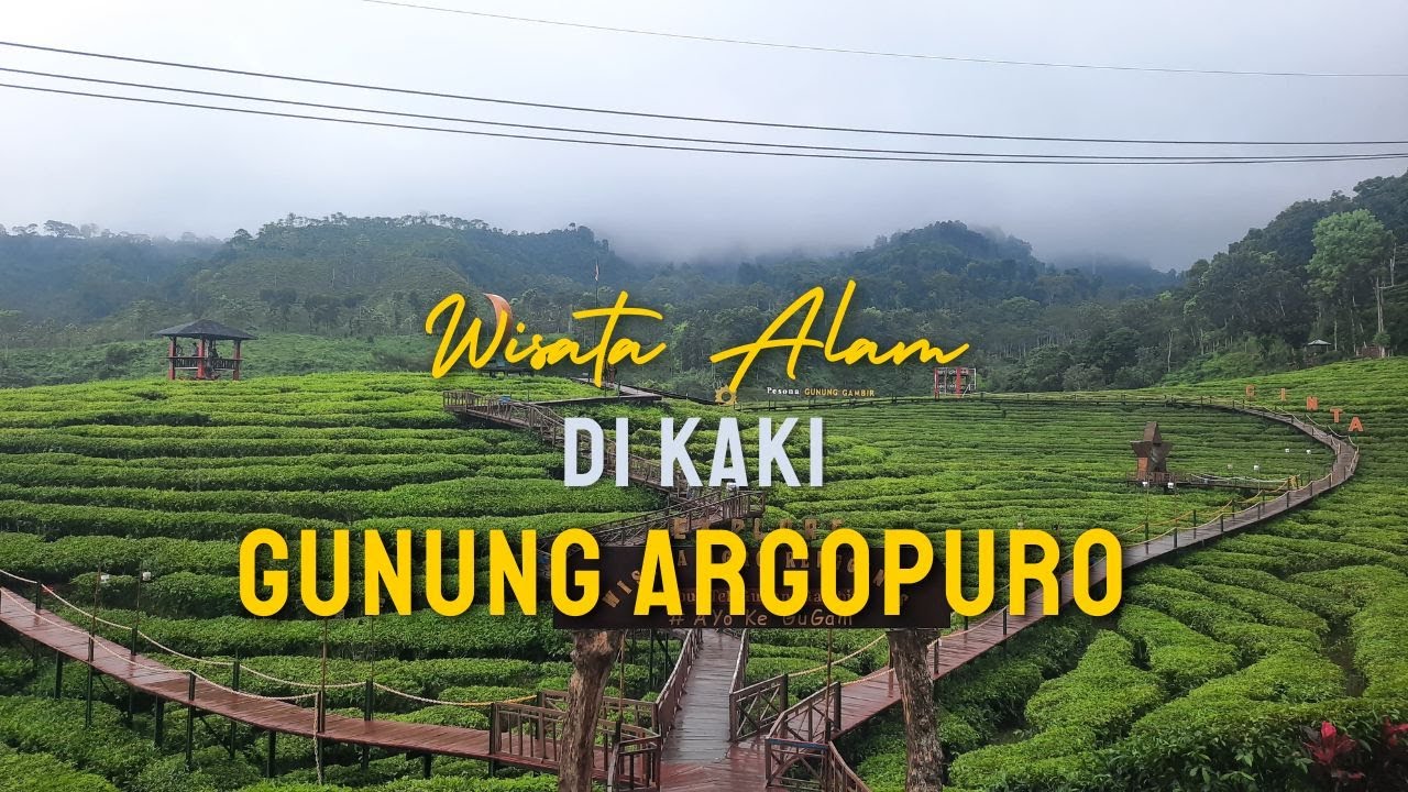 Kebun Teh Gunung Gambir Jember | Wisata relaksasi dengan sejuknya udara pegunungan