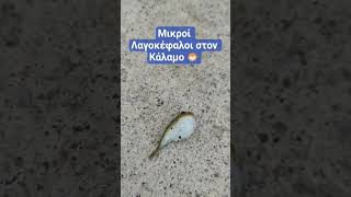 🐟 Μικροί Λαγοκέφαλοι στο λιμανάκι των Αγίων Αποστόλων στον Κάλαμο