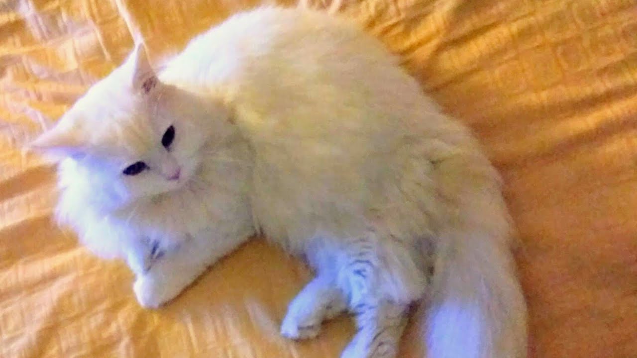 Funny and cute cats will make you laugh - YouTube