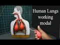 Human Lungs Working Model |  best and easy school project for students | DM