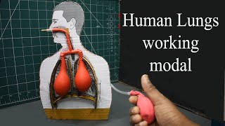 Full Human Lungs Working Model | best and easy school project for students | DM Update
