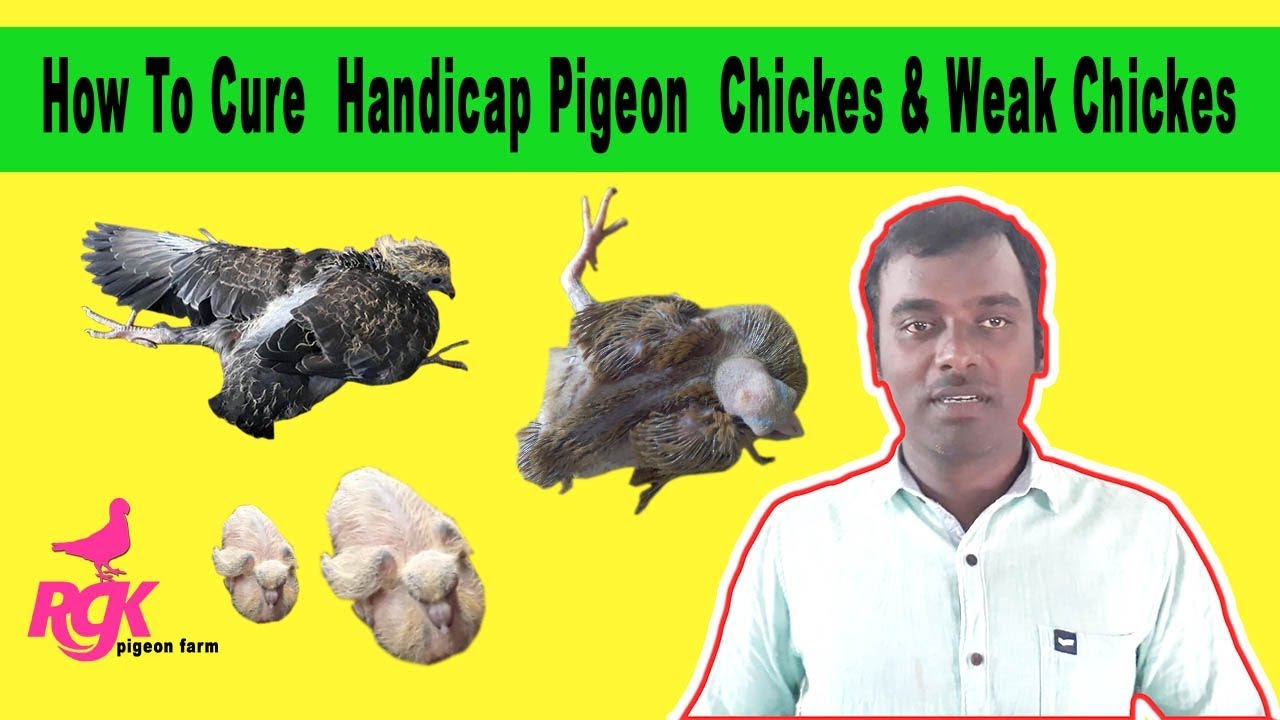 How To Cure  Handicap Pigeon  Chickes & Weak Chickes