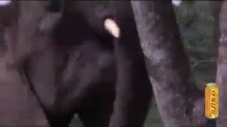 Animal get drunked by eating marula fruit in South Africa