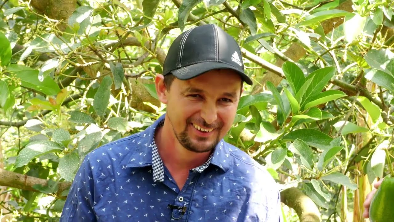 Así se controla la mosca del ovario con agricultura tropical - Somos Agricultura Tropical