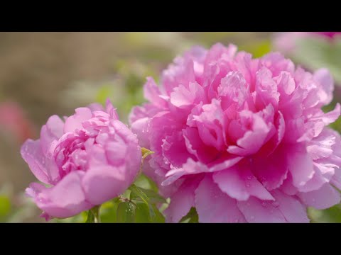 «Цветы Китая» 05 Пион