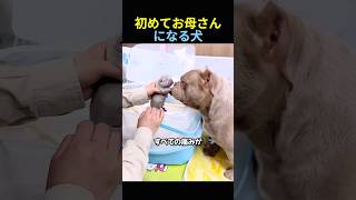 初めてお母さんになる犬🐶
