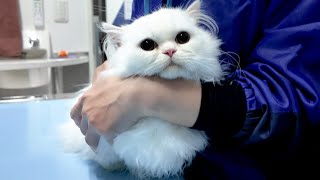 Kitten Was Refused Surgery At The Vet. by サウナ猫しきじ 7,616 views 1 month ago 8 minutes, 41 seconds