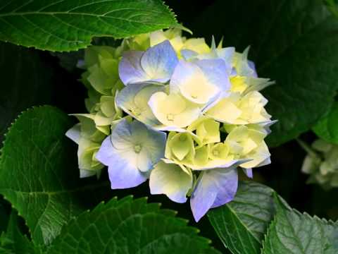 ჩემი სლაიდშოუ