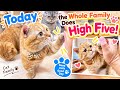 Today, the Whole Cat Family Did High Fives! 🐾✋