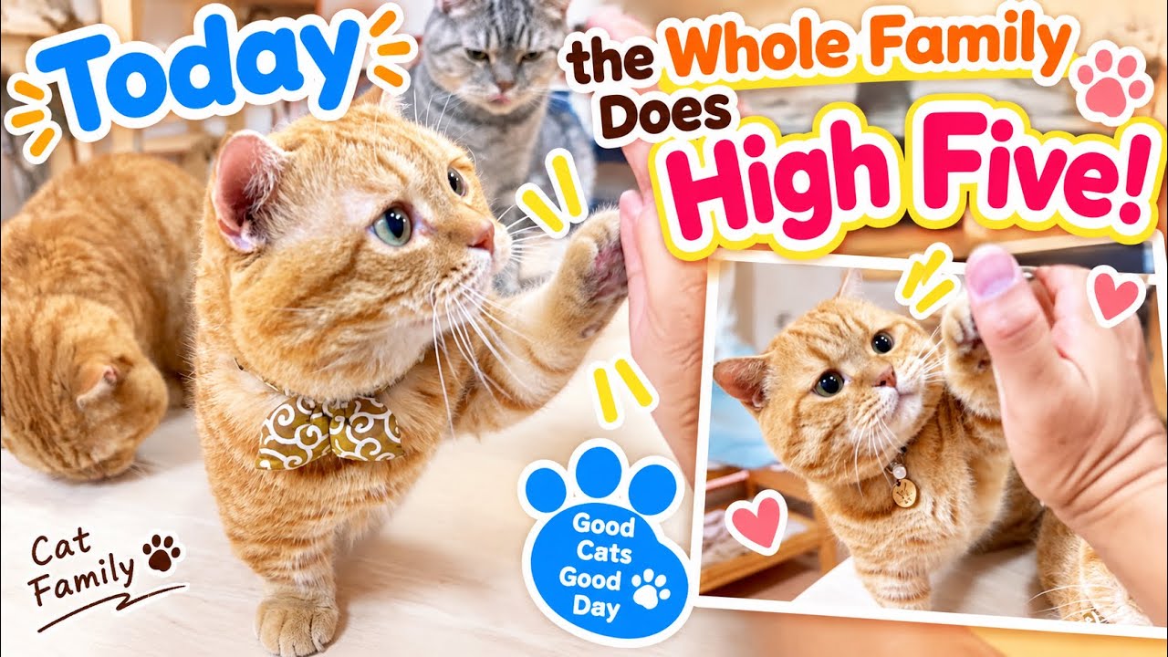 Today, the Whole Cat Family Did High Fives! 🐾✋