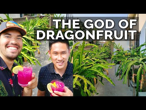 Video: Pitahaya Dragon Fruit: patarimai, kaip auginti drakono vaismedžius