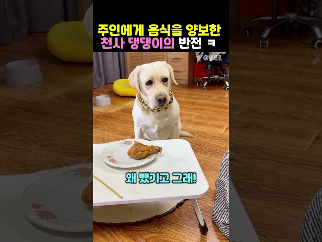 주인에게 음식을 양보한 천사견의 최후