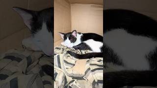 Tiếng Thở Gừ Gừ Của Bé Miu Có Ai Thích Nghe Tiếng Gừ Này Không Resimi