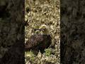 Amazing footage of a bald eagle landing in razor sharp oysters and getting a fish.