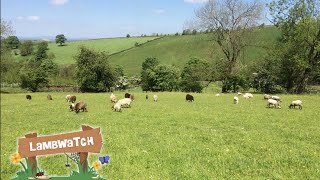 LambWatch  Live Sheep and Lambs WebCam in Yorkshire, United Kingdom, Nature WebCam  30/04/2024