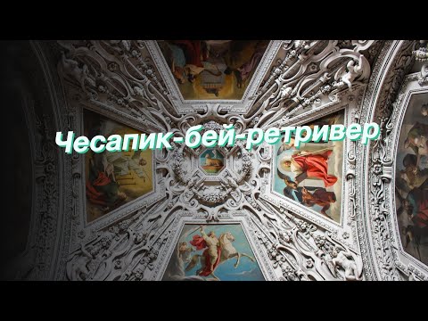 Чесапик-бей-ретривер
