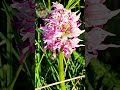 11 май 2026 г.Маймунски салепOrchis symiaдиворастящ,лечебен,кулинария,напитки,сладки грудки,СтЗагора