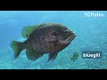 Lake Okeechobee Fish: Is it Safe to Eat?