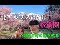 【移住ライフ】北アルプスの麓、信濃大町は桜満開。移住した夫婦が満開の桜を巡る。