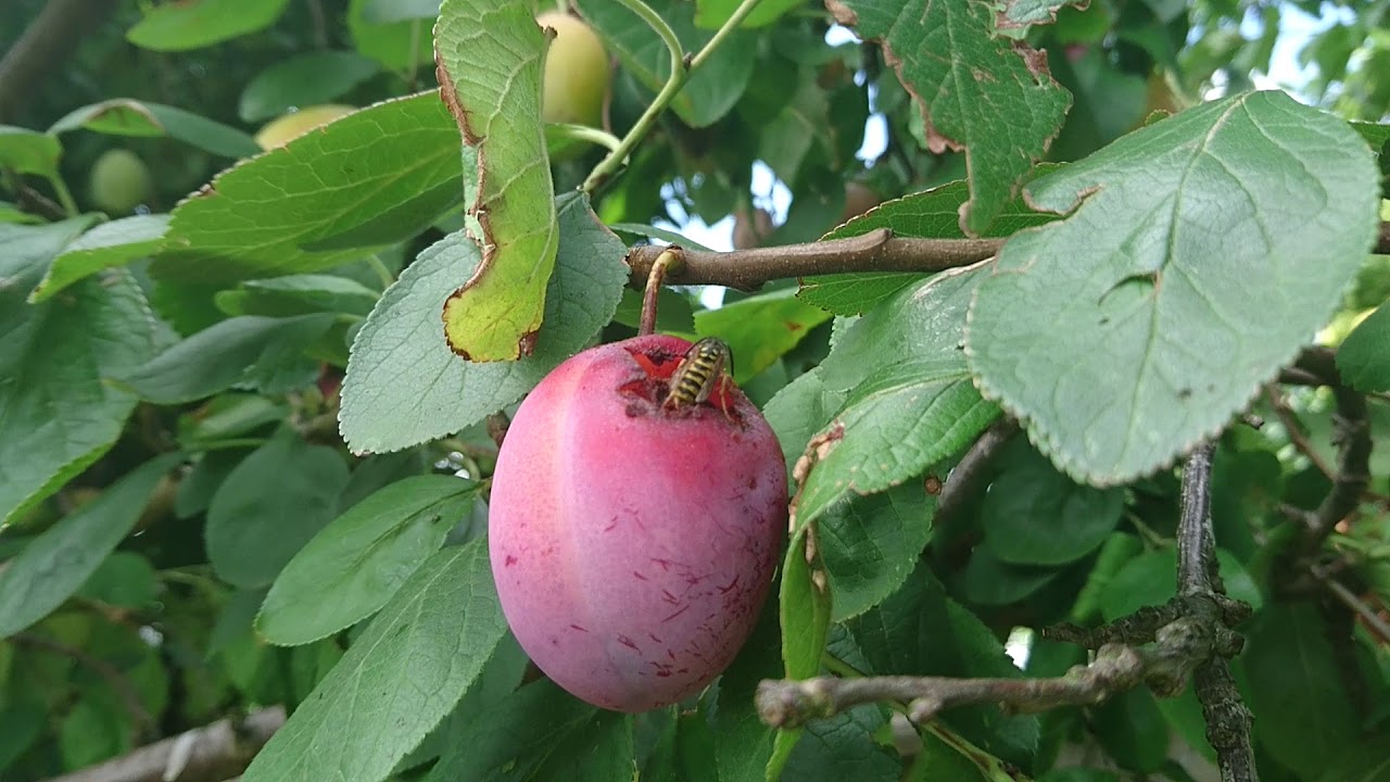 Wasp loves plum.