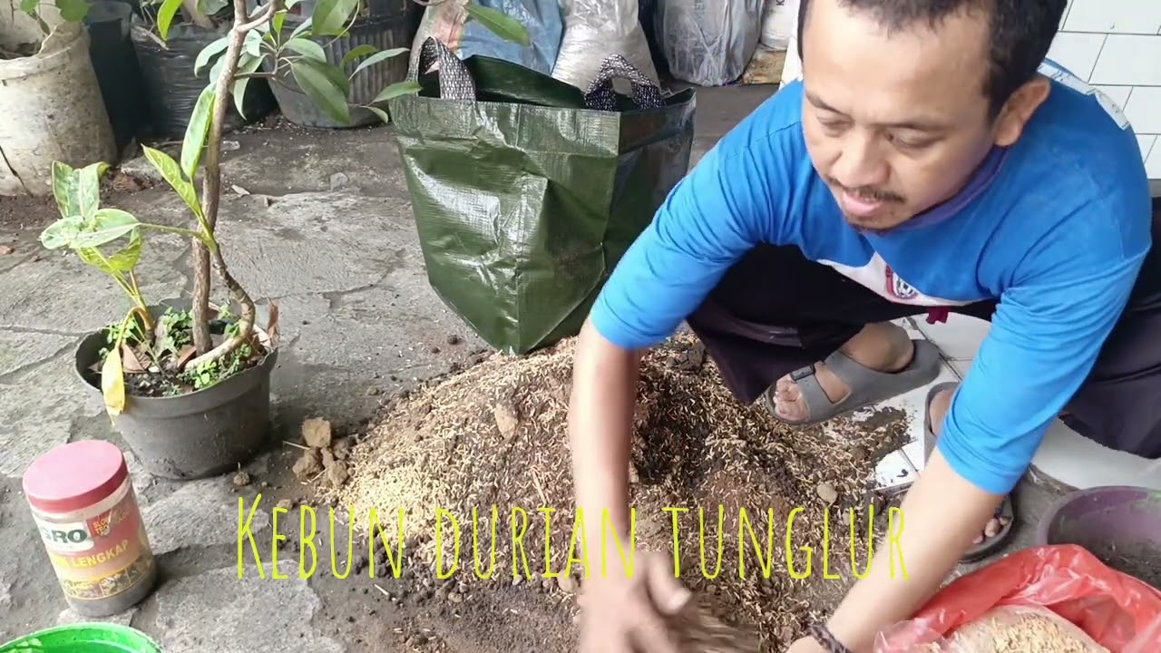 WAKTUNYA GANTI POLIBAG ‼️SAWO MENTIMUN ‼️ KEBUN DURIAN TUNGLUR 