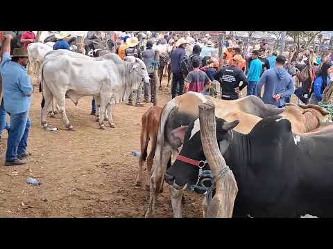 TODAY 07/19/26 BIG cattle fair in TABIRA Come Check It Out,
