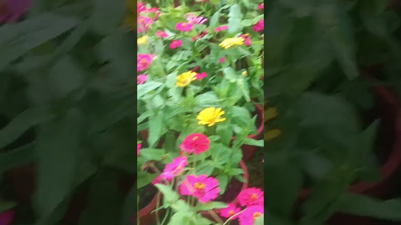 Flowershow@KANAKAKKUNNU 🌸