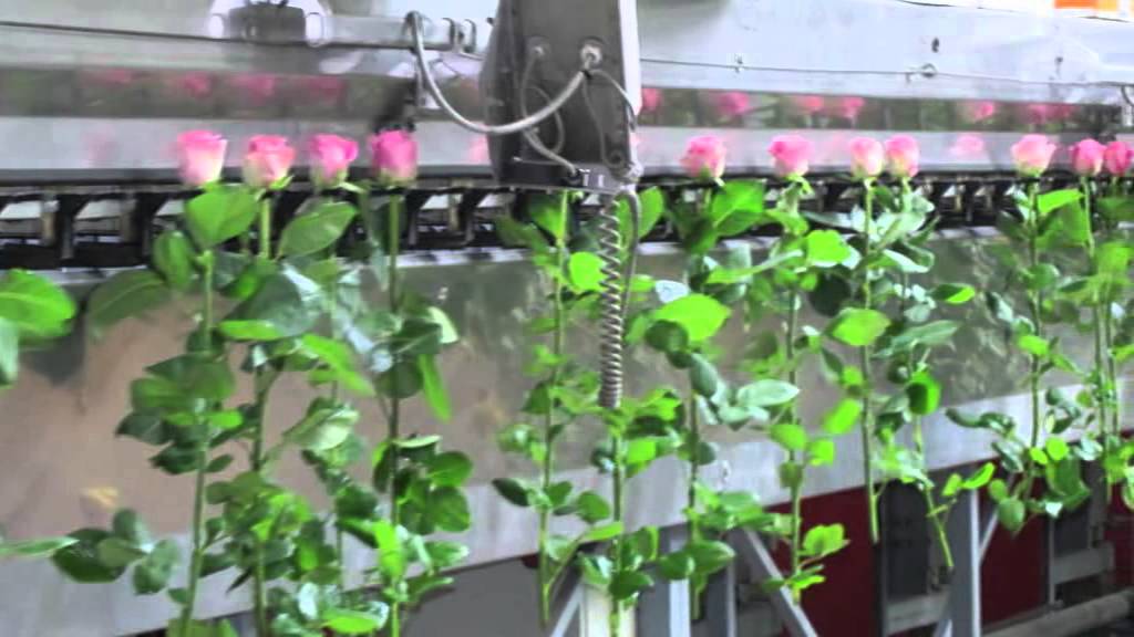 The fire blight - Erwinia amylovora - English version