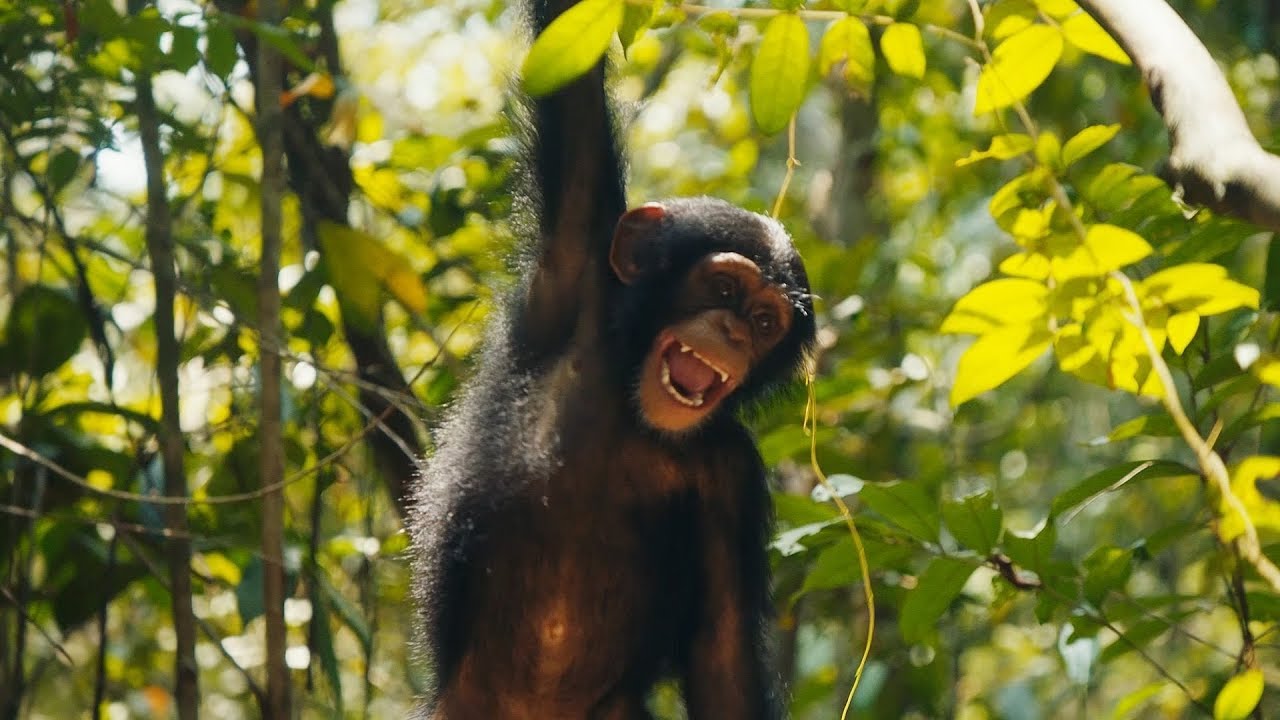 ⁣Baby Chimps Visit The Forest For The First Time | BBC Earth