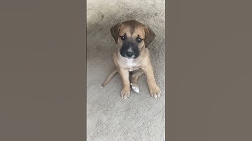 Cute Mongrel puppy playful with African Pom #puppy #mongrel #dogshorts