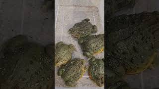 5 Giant African Bullfrogs