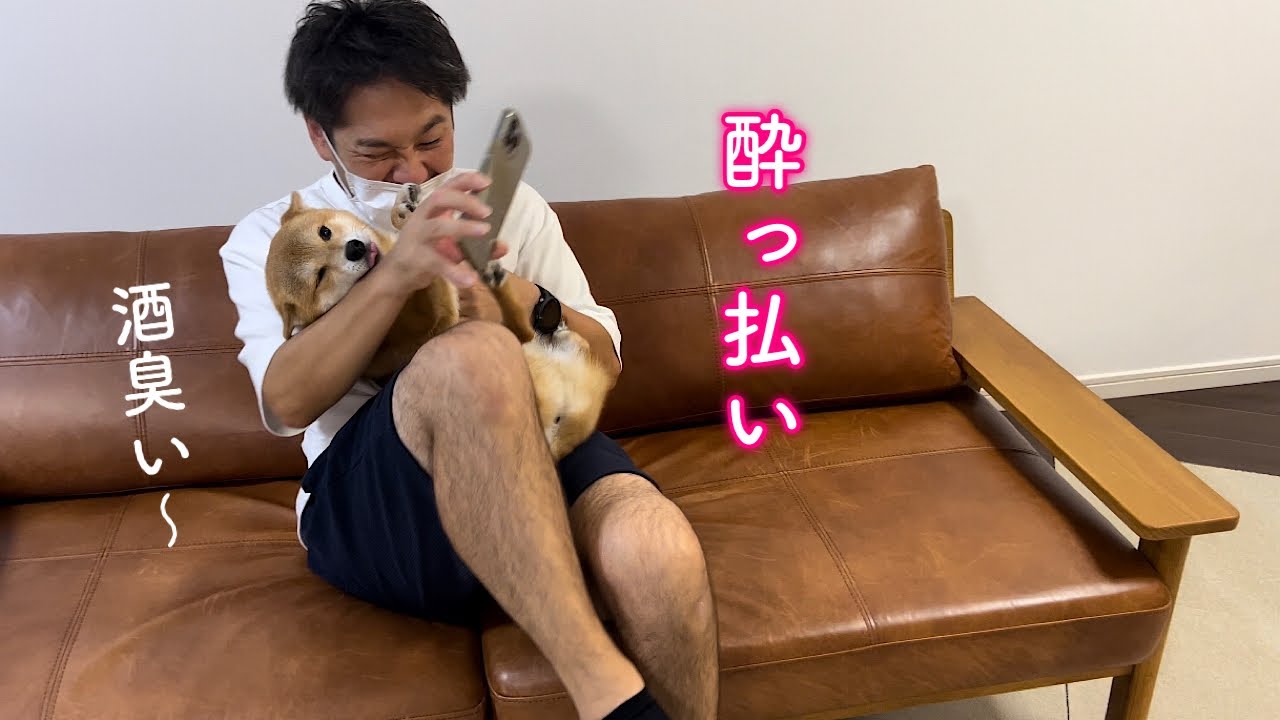 酔っ払って帰ってきたパパに絡まれてうざいけど嬉しそうな柴犬が可愛い