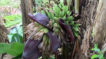 Cây chuối đột biến ra buồng chuối trên thân.