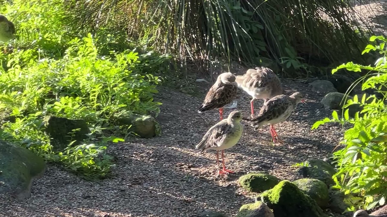Eindrücke aus einer Voliere im Wildpark Eekholt