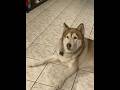 Husky drama #husky #funny #helpmemakethismakesense #funnyanimal #siberianhusky