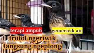 TERAPI AMPUH MURAI TROTOL ||  SUARA GEMERICIK AIR !!