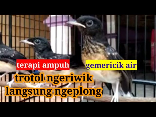 TERAPI AMPUH MURAI TROTOL ||  SUARA GEMERICIK AIR !! class=