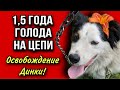 Чтобы спасти собаку, я готова была ее украсть | Освобождение Дины!