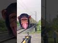 Dangerous monkey, new express train?#train #shorts 