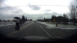 Bird Strike at 80 km/h