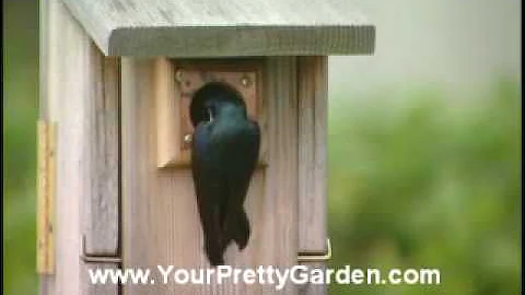 Birdman Mel Attracting Bluebirds