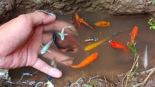 Amazing Catch Colorful Tiny Ornamental Snails, Striped Horse Fish, Koi Fish, Guppies, Butterfly Fish