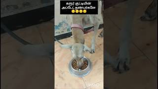 28 February 2026#krishnaveniv #pets #pets love #pets lober#petlovers