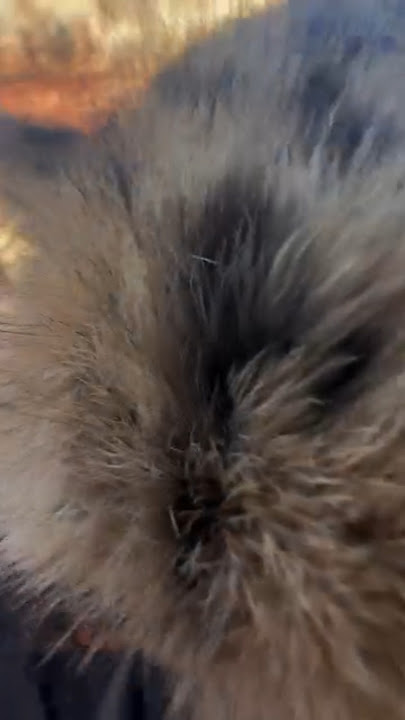 4K 세로룩북 룩북 실사 | 도끼 직캠 시스루 팬티 언더웨어 룩북 레전드 몸매 #ytshorts #youtubeshorts #shorts