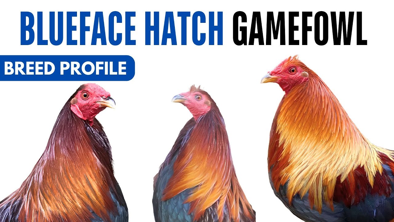 Blueface Hatch Game Fowl Breed Profile History Health Issues - Blueface Hatch Egg Ratio Lifespan