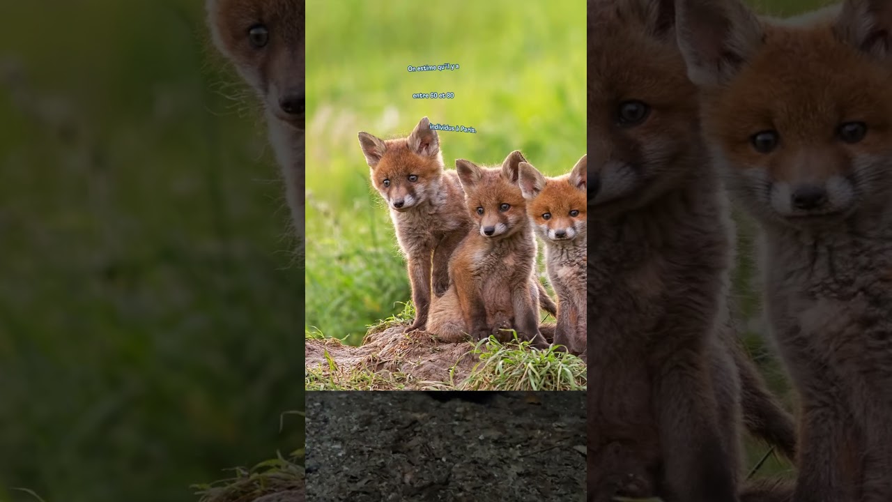 Des renards à Paris