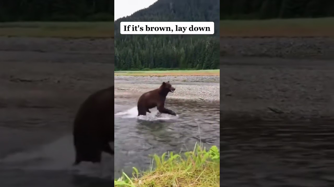 Crazy bear encounter! Subscribe for more videos every day 🐻👀 