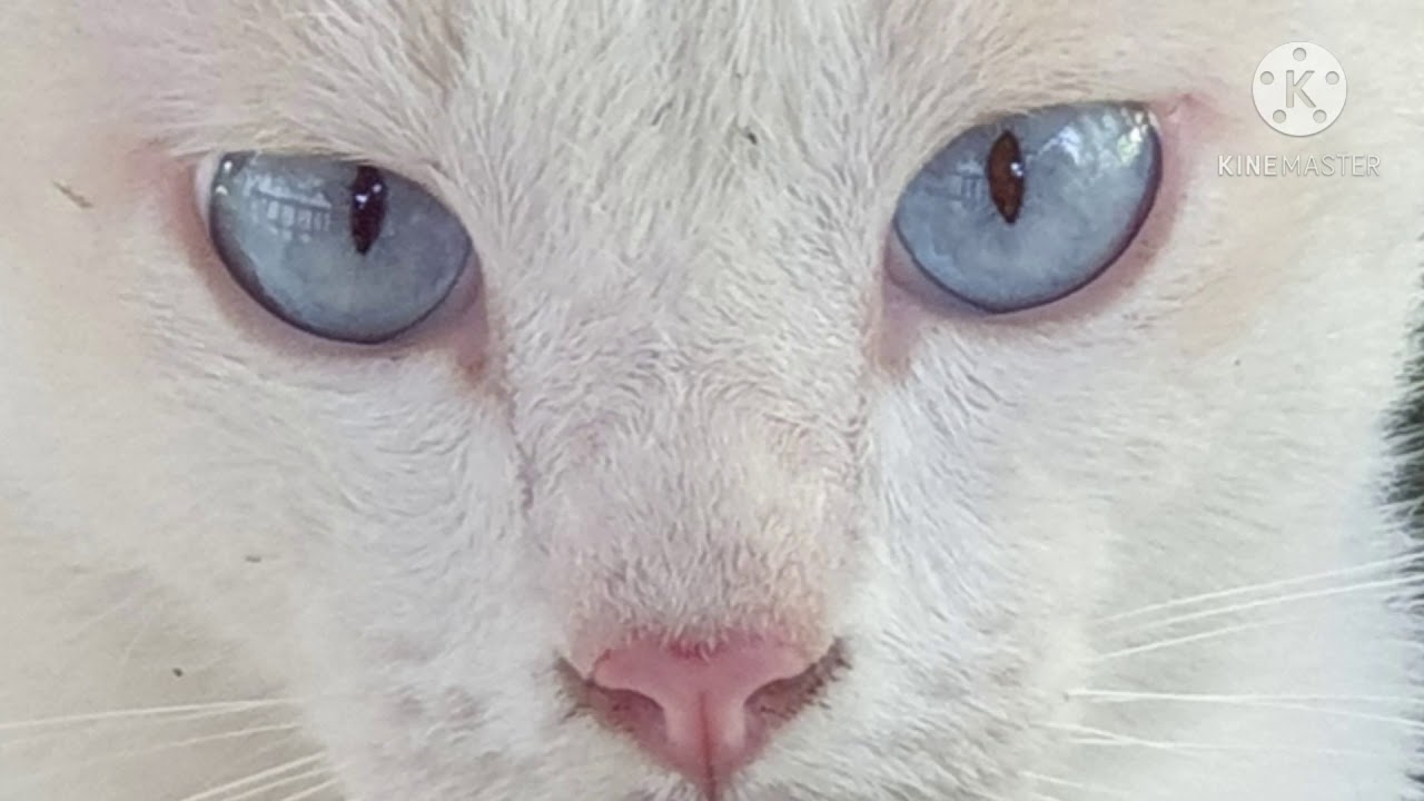 แมวขาวมณีตาสีฟ้า Thai Cat - Youtube